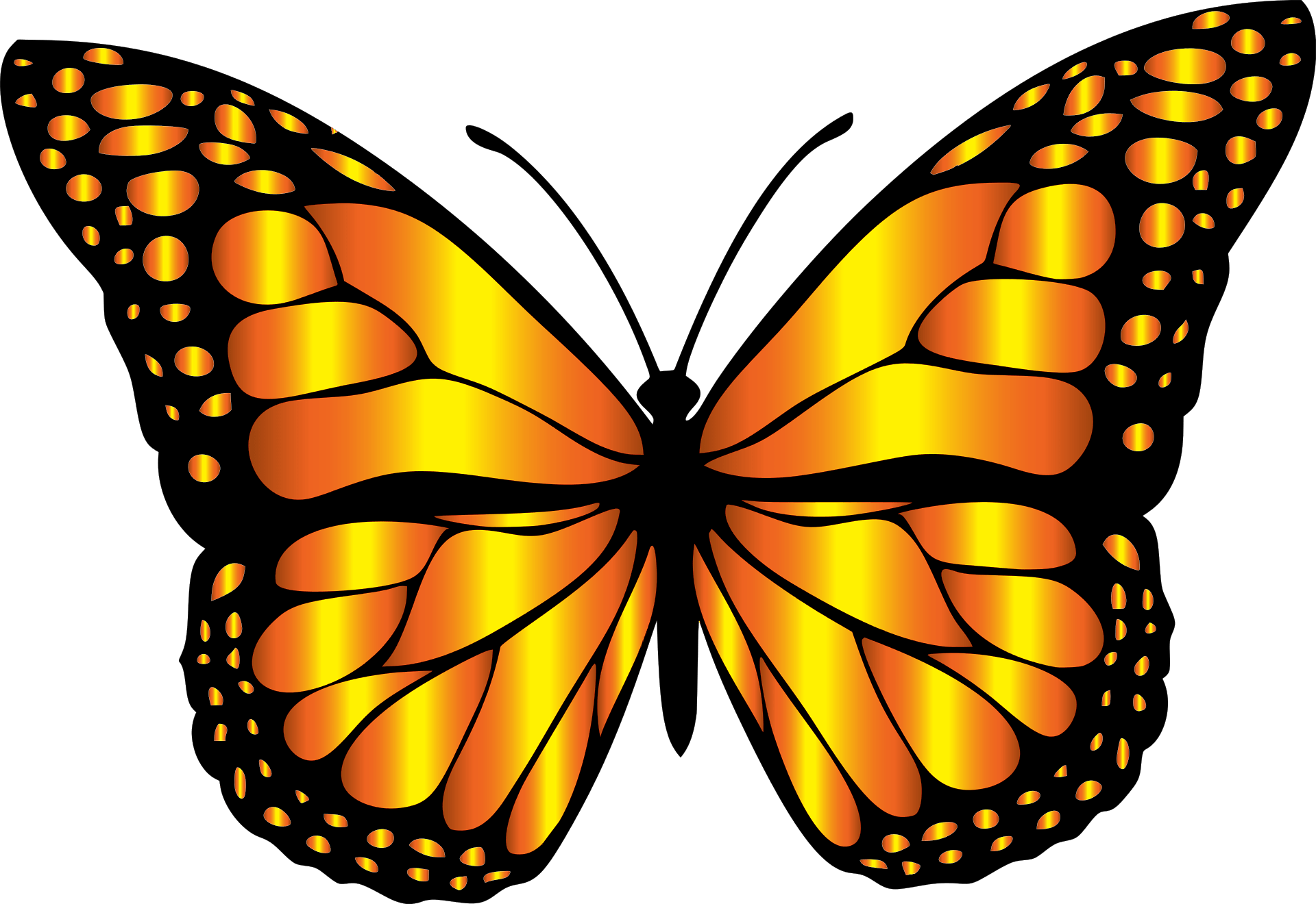 borboleta monarca
